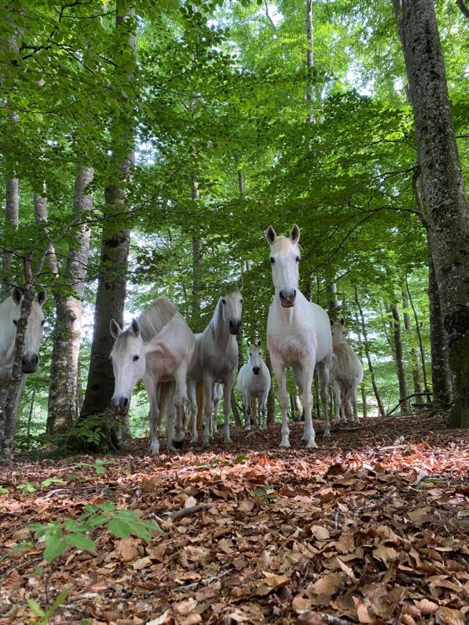 Le Domaine De Linars - L'Aile Du Chateau Villa Le Truel Kültér fotó